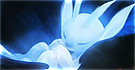 Ori and the Blind Forest