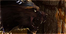 Werewolf: The Apocalypse